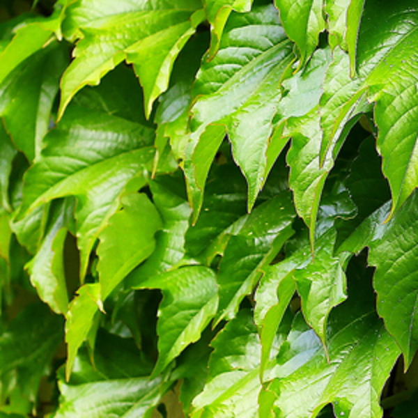 Search plant encyclopedia for vines